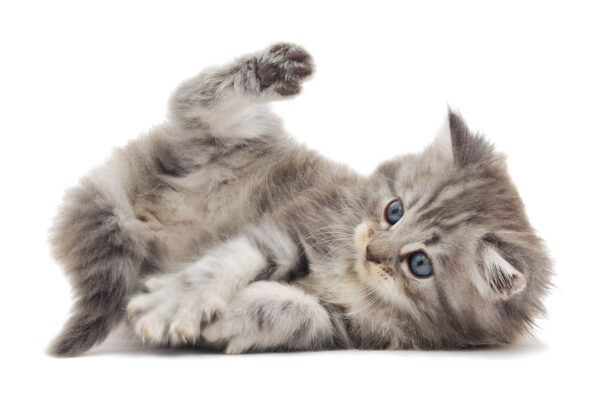 website to buy kittens